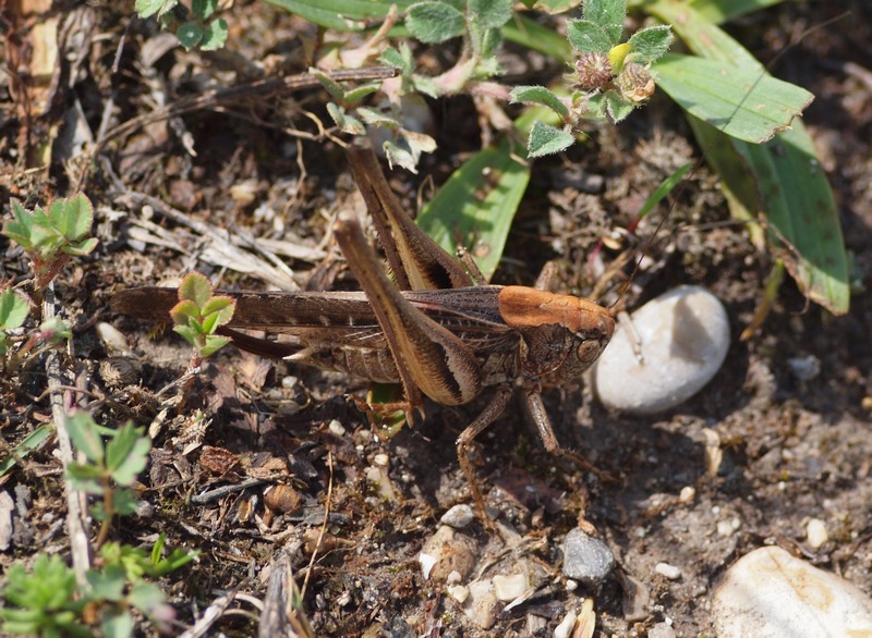 Tettiginidae 2